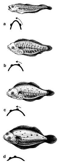 Larvalentwicklung der Plattfische