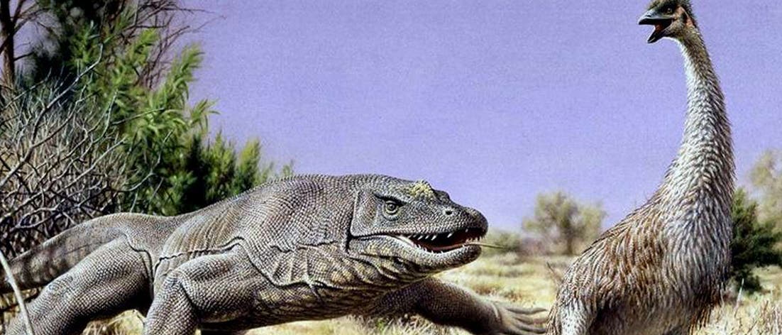Riesenechse jagt Riesenvogel Riesenechse jagt Riesenvogel