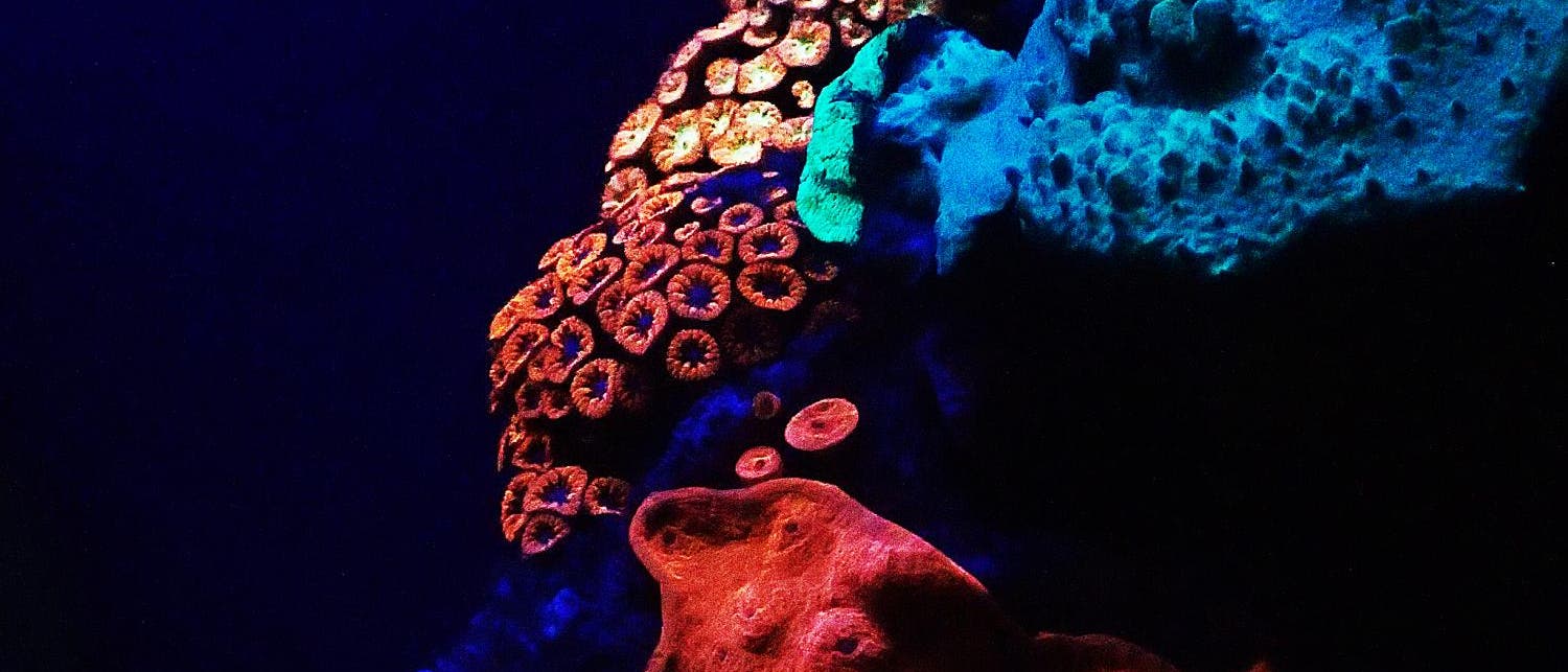 Leuchtende Korallen im Roten Meer Leuchtende Korallen im Roten Meer