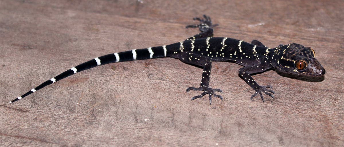 Cyrtodactylus vilaphongi Cyrtodactylus vilaphongi