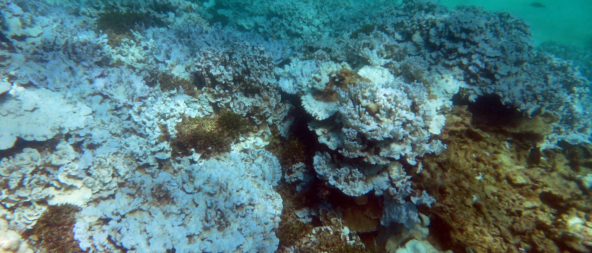Korallenbleiche vor der Küste Hawaiis, August 2014 Korallenbleiche vor der Küste Hawaiis, August 2014