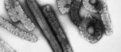Marburg-Virus Marburg-Virus