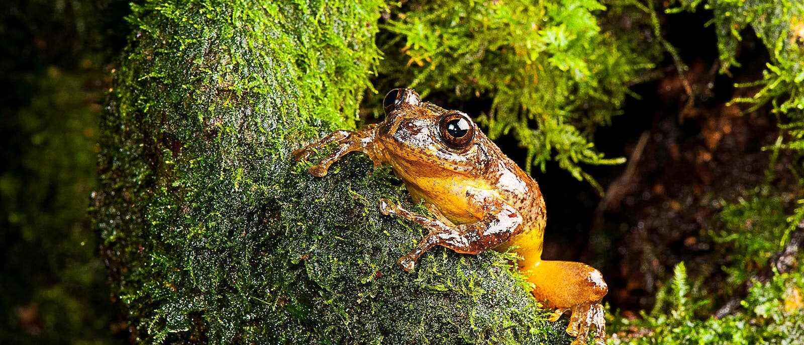 Männlicher Frankixalus jerdonii Männlicher Frankixalus jerdonii