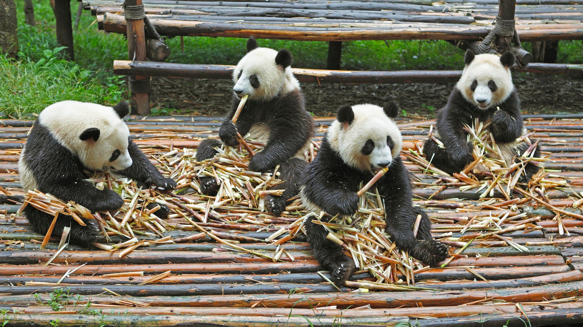 Pandabären oder Große Pandas fressen Bambussprossen im chinesischen Chengdu Research Base of Giant Panda Breeding.