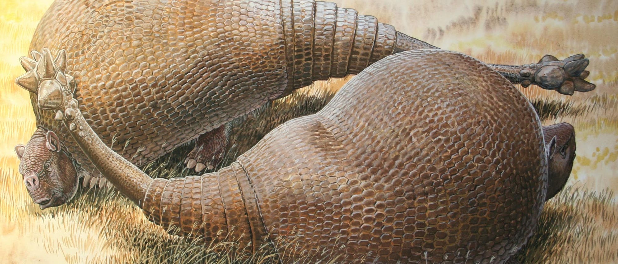 Glyptodon Glyptodon