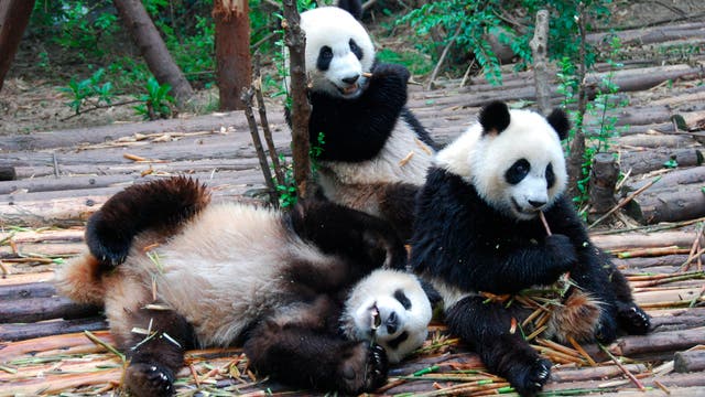 Pandas beim Frühstück im Giant Pandas Breeding Research Base im chinesischen Chengdu.
