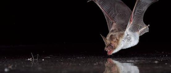 Trinkendes Großes Mausohr <i>(Myotis myotis)</i> Trinkendes Großes Mausohr <i>(Myotis myotis)</i>