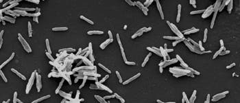 <i>Mycobacterium leprae</i> <i>Mycobacterium leprae</i>