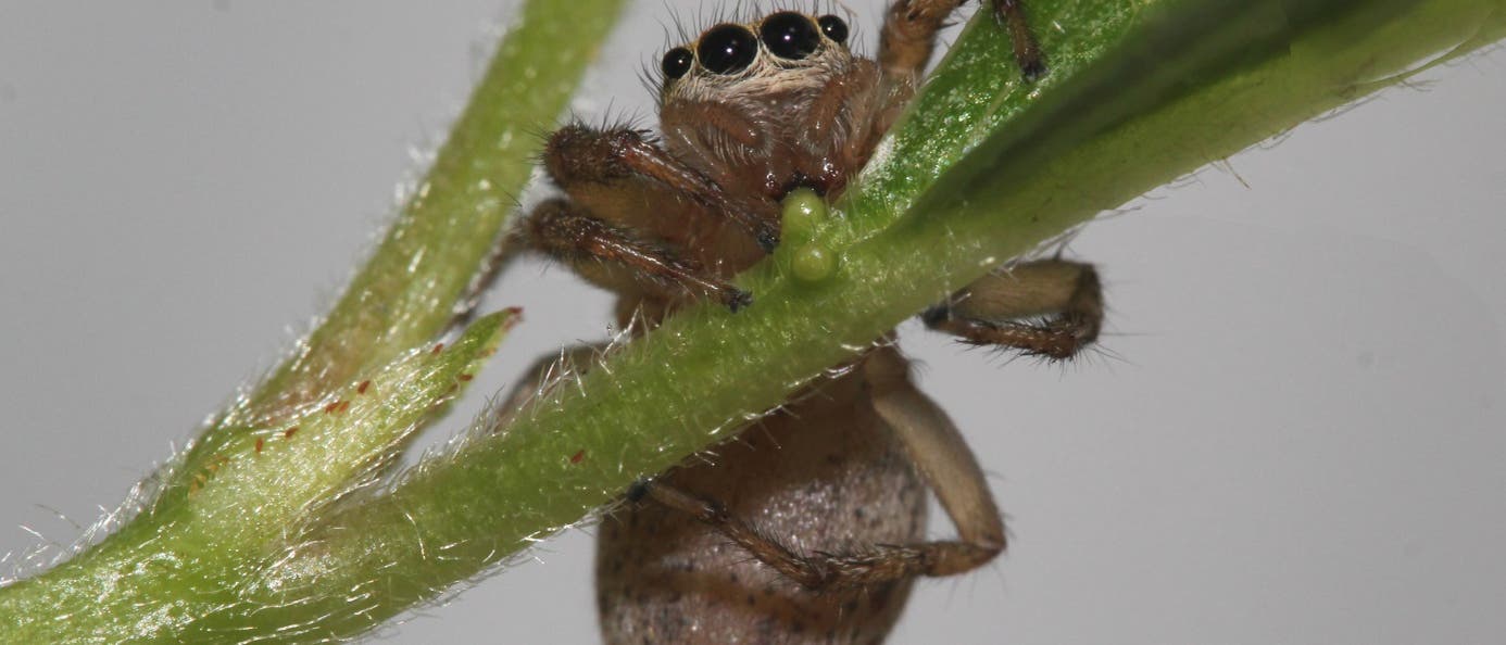 Springspinne schlürft Nektar Springspinne schlürft Nektar
