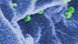 HI-Viren knospen aus T-Zelle
