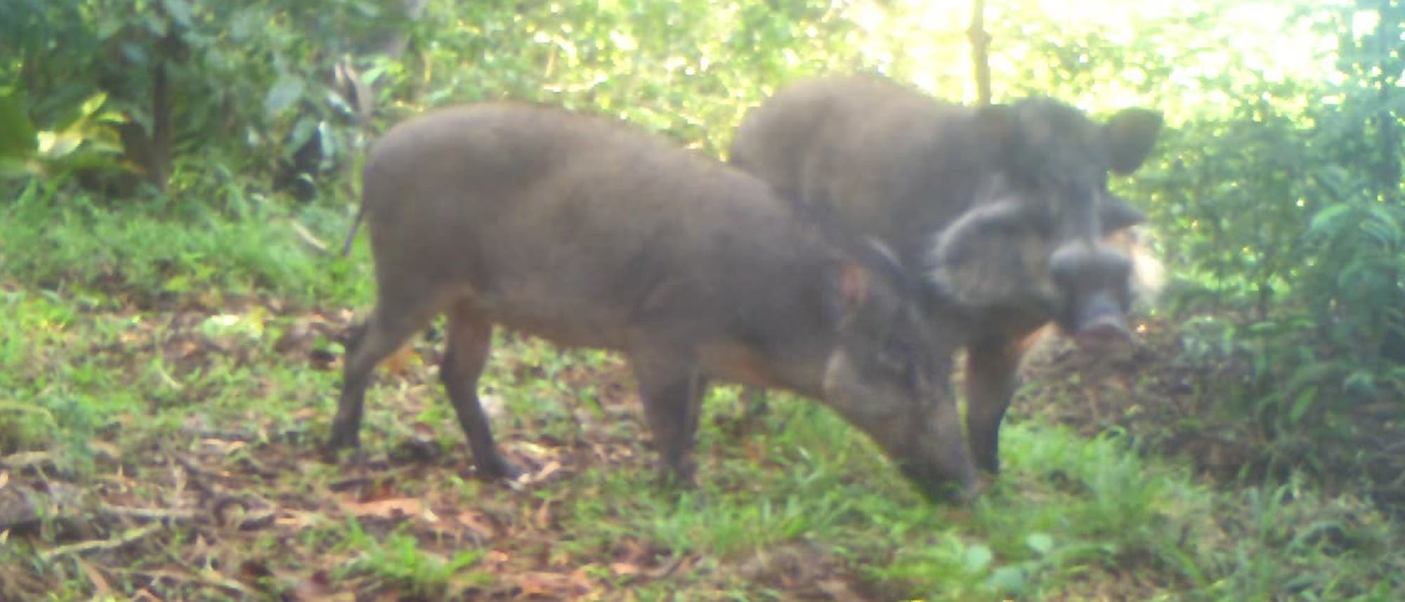 Bawean-Warzenschwein Bawean-Warzenschwein