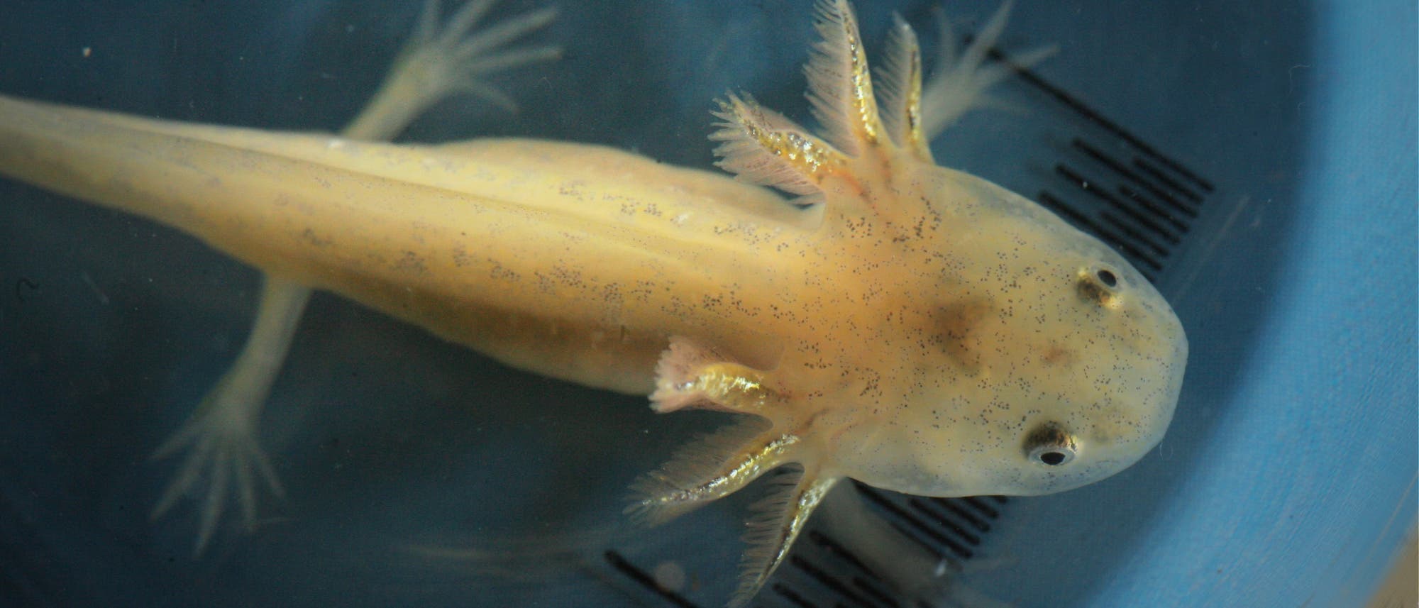 Ein Axolotl im Larvenstadium Ein Axolotl im Larvenstadium