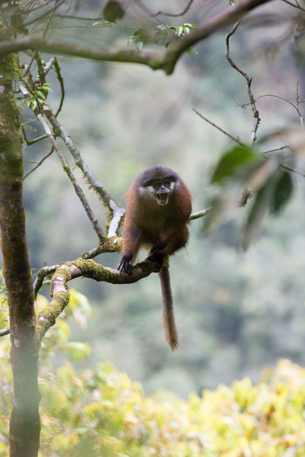 Pennant-Stummelaffe Pennant-Stummelaffe
