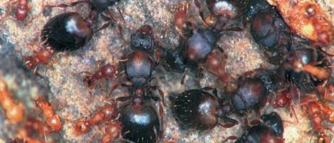 <i>Wasmannia auropunctata</i> <i>Wasmannia auropunctata</i>