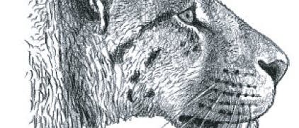 Säbelzahntiger Säbelzahntiger