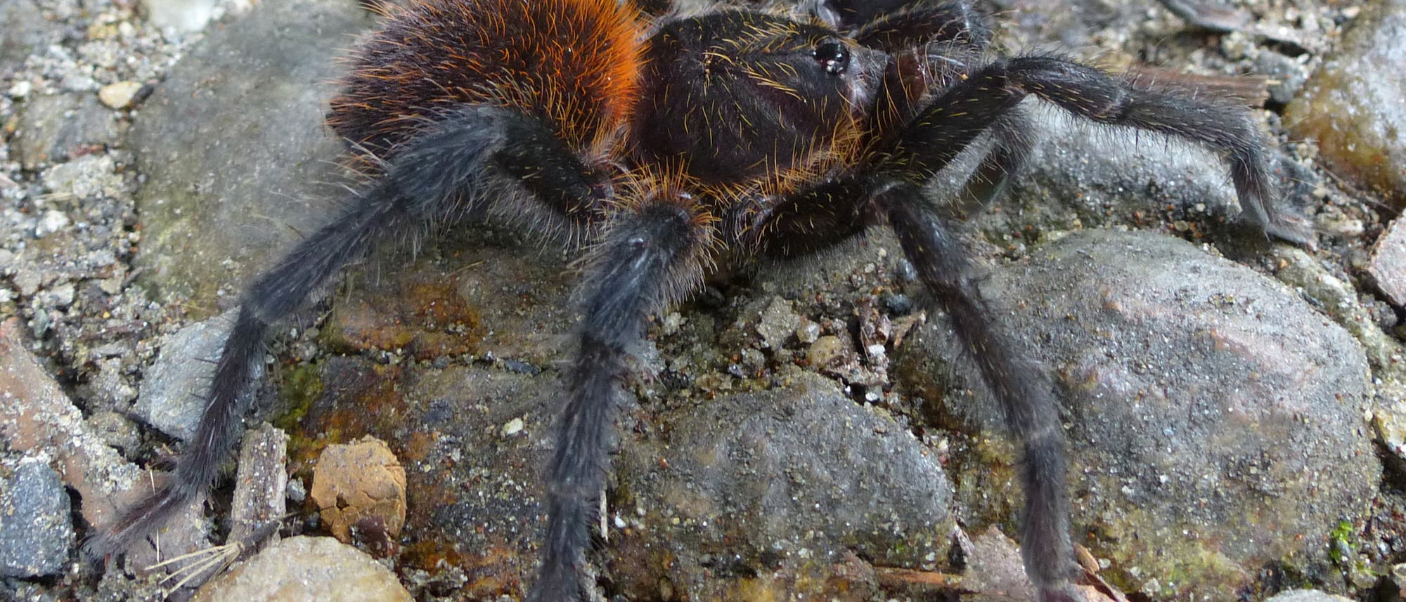 Kankuamo - eine neue Vogelspinne aus Kolumbien fasziniert mit giftigen Haarspeeren Kankuamo - eine neue Vogelspinne aus Kolumbien fasziniert mit giftigen Haarspeeren