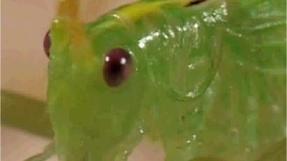 Kopf einer Eichenschrecke (<i>Meconema thalassinum</i>)