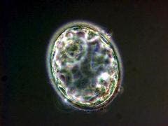 Ein fünf Tage  alter Embryo