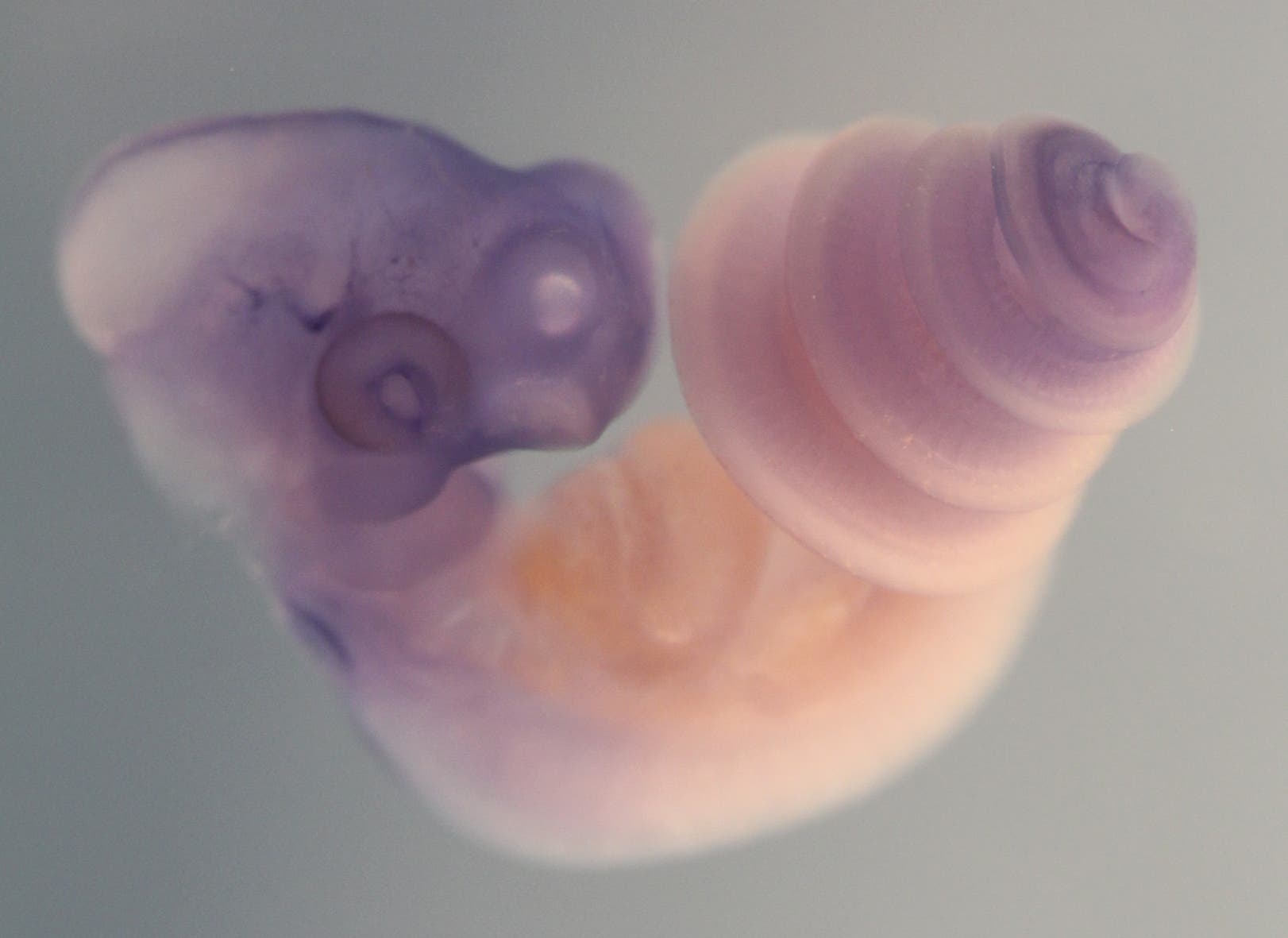 Schlangenembryo mit aufgerolltem Unterkörper Schlangenembryo mit aufgerolltem Unterkörper