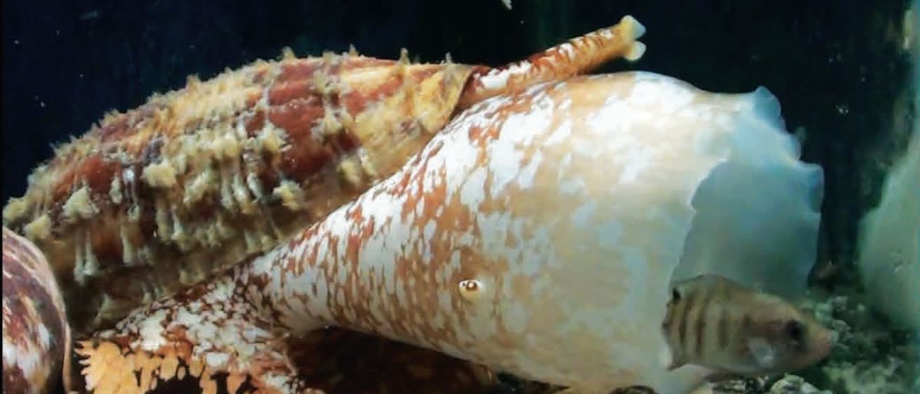 Die Landkarten-Kegelschnecke (Conus geographus) jagd einen Fisch Die Landkarten-Kegelschnecke (Conus geographus) jagd einen Fisch