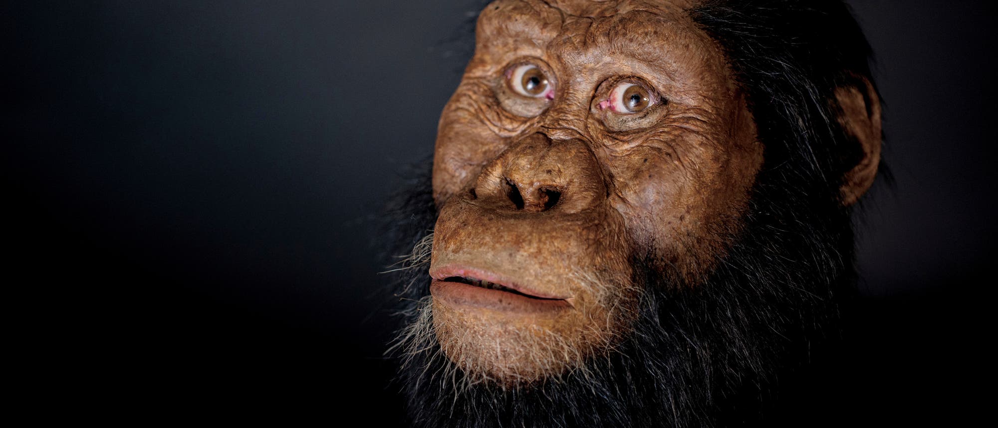 Australopithecus anamensis, ein mutmaßlicher Vorfahr von »Lucy«
