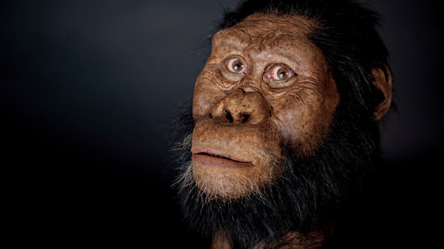 Australopithecus anamensis, ein mutmaßlicher Vorfahr von »Lucy«