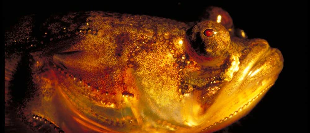 Der sinister beleuchtete Kopf eines Bootsmannfischs. Viel hübscher wird der aber auch bei Lichte nicht - die Gattung Porichthys heißt nicht umsonst auf Deutsch Froschfische Der sinister beleuchtete Kopf eines Bootsmannfischs. Viel hübscher wird der aber auch bei Lichte nicht - die Gattung Porichthys heißt nicht umsonst auf Deutsch Froschfische