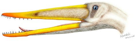 Nurhachius ignaciobritoi