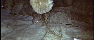 Schneller als gedacht: Die Seelilie <i>Endoxocrinus parrae</i> Schneller als gedacht: Die Seelilie <i>Endoxocrinus parrae</i>