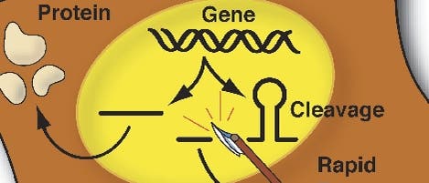 mRNA für Notfälle mRNA für Notfälle