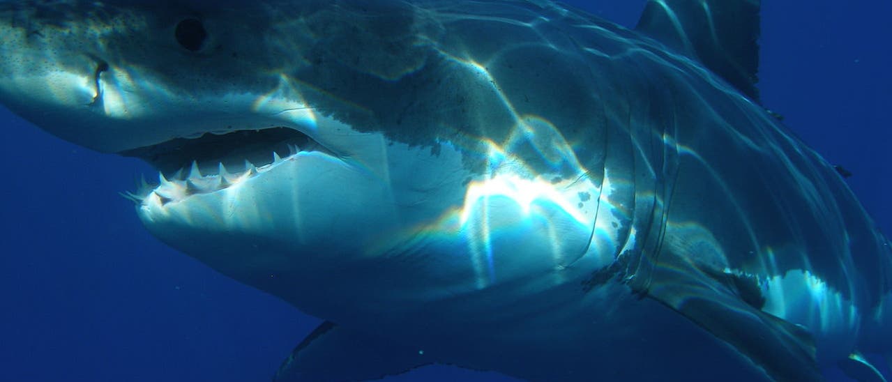 Carcharodon carcharias Carcharodon carcharias