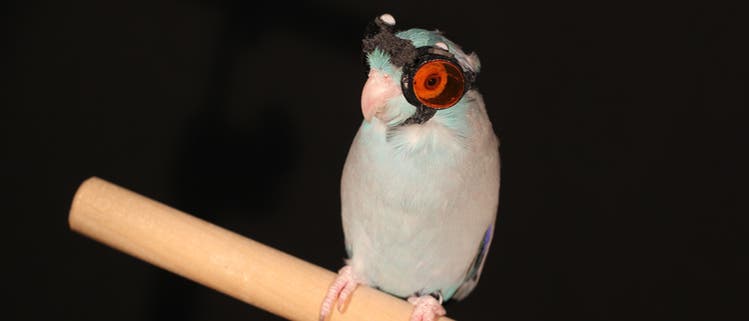 Obi mit Brille Obi mit Brille