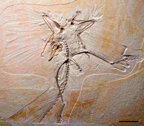 <i>Archaeopteryx</i>