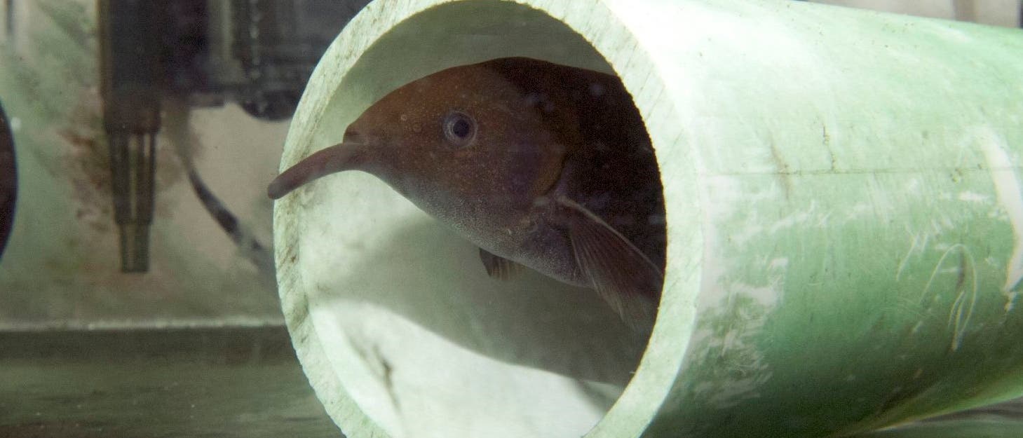 Der Elefantenfisch Gnathonemus petersii hat im Vergleich zum Körper ein größeres Gehirn als der Mensch. Und außerdem einen beeindruckenden Fortsatz am Kinn. Der Elefantenfisch Gnathonemus petersii hat im Vergleich zum Körper ein größeres Gehirn als der Mensch. Und außerdem einen beeindruckenden Fortsatz am Kinn.