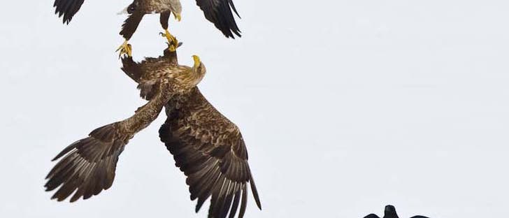 Balzende Seeadler Balzende Seeadler