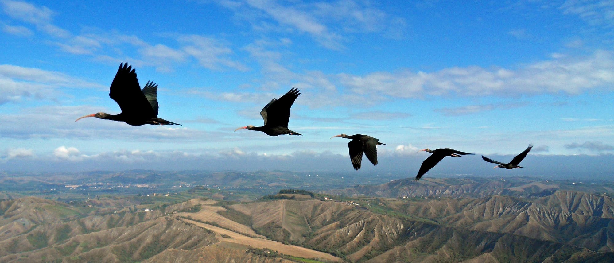 Waldrappe im Flug Waldrappe im Flug