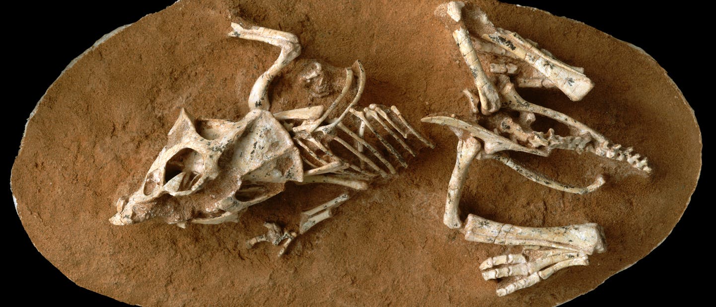 Fossil eines frisch geschlüpften Protoceratops andrewsi Fossil eines frisch geschlüpften Protoceratops andrewsi