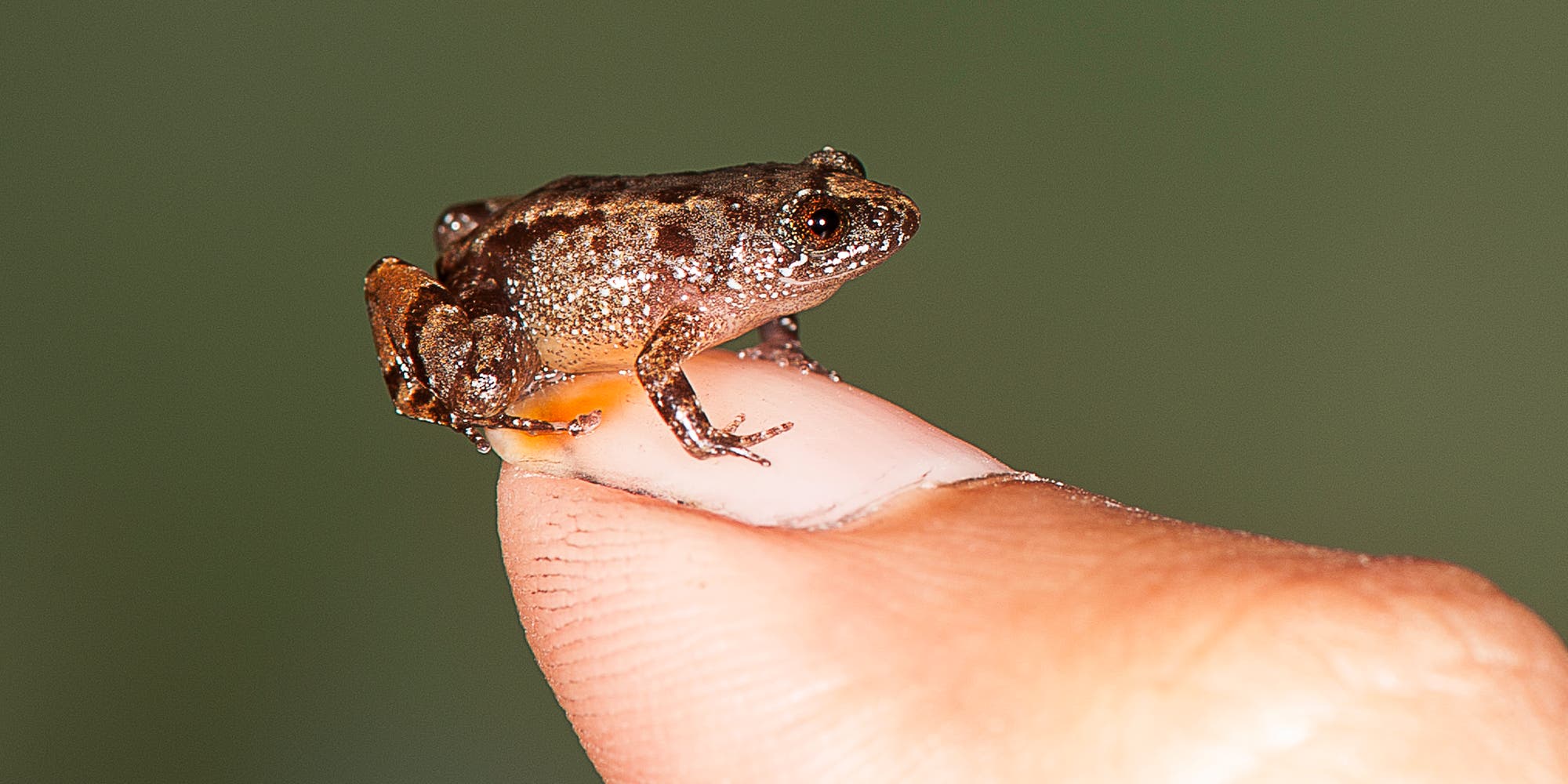 Ein Vijayan-Nachtfrosch auf einem Daumennagel Ein Vijayan-Nachtfrosch auf einem Daumennagel