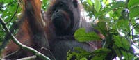 Orang-Utan Orang-Utan