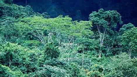 Regenwald in Chiapas