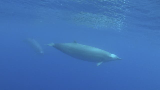 Erste Unterwasser-Aufnahme eines True-Wals