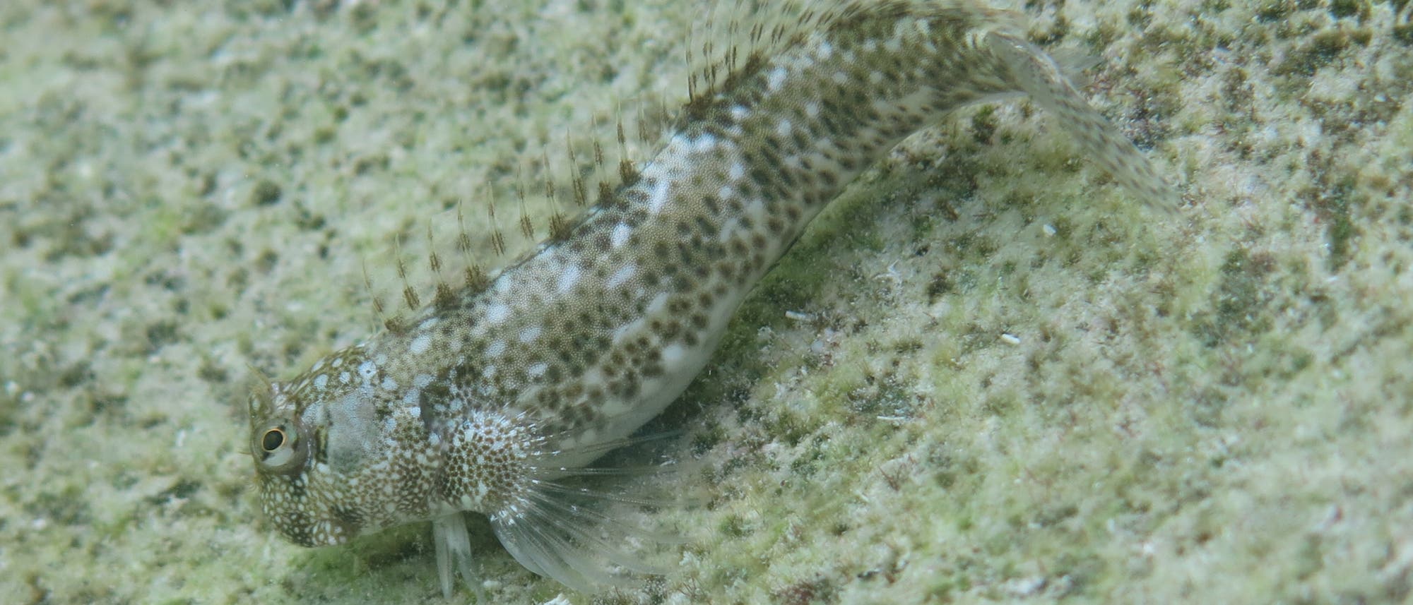 Gut getarnt: Schleimfisch an Land Gut getarnt: Schleimfisch an Land