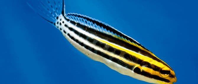 Der Fisch sieht zwar harmlos aus, aber wenn er zubeißt... Na gut, er ist wirklich ziemlich harmlos. Der Fisch sieht zwar harmlos aus, aber wenn er zubeißt... Na gut, er ist wirklich ziemlich harmlos.
