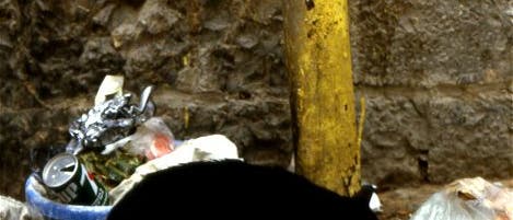 Katze im Müll Katze im Müll