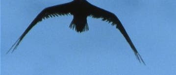 Vogelflug Vogelflug