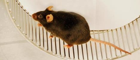 Rennende Maus Rennende Maus