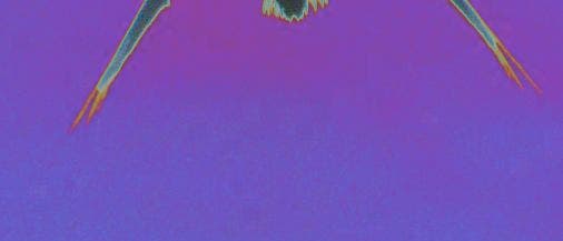 Vogelflug Vogelflug