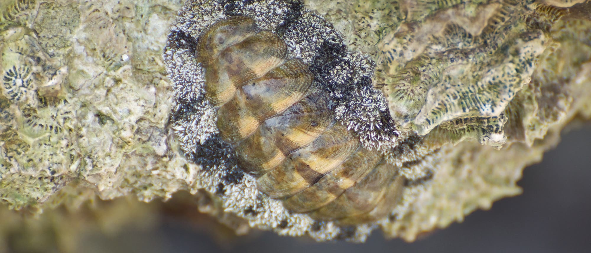 Tropische Käferschnecke, Acanthopleura granulata Tropische Käferschnecke, Acanthopleura granulata