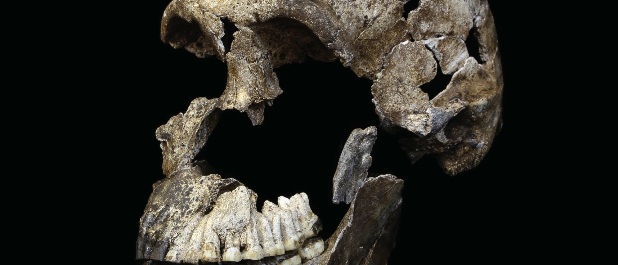 Homo naledi Schädel Homo naledi Schädel