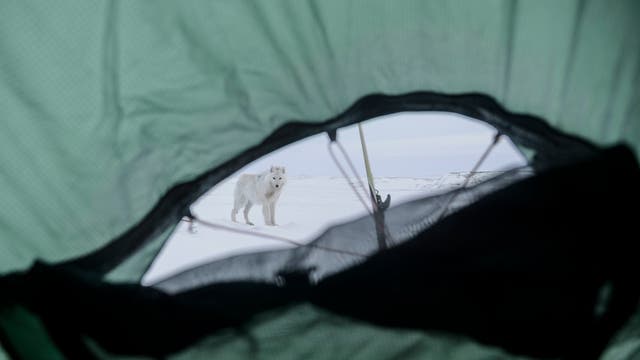 Blick aus dem Zelt